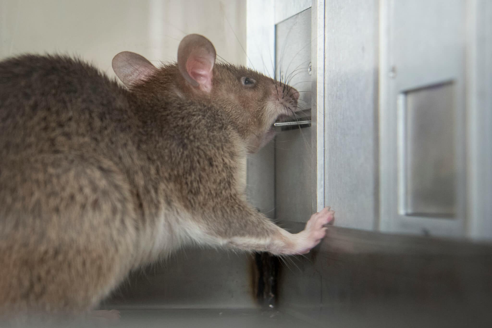 A rat-catcher, carrying a box over his shoulder, is accompanied by