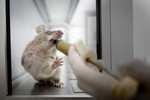 Rat Suspect TB Detection