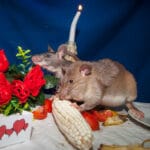 Dinner for two