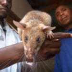 HeroRAT Health Check