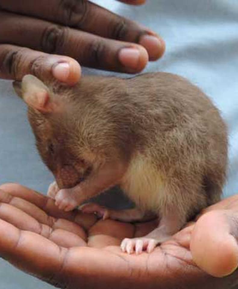 Socialise a HeroRAT pup