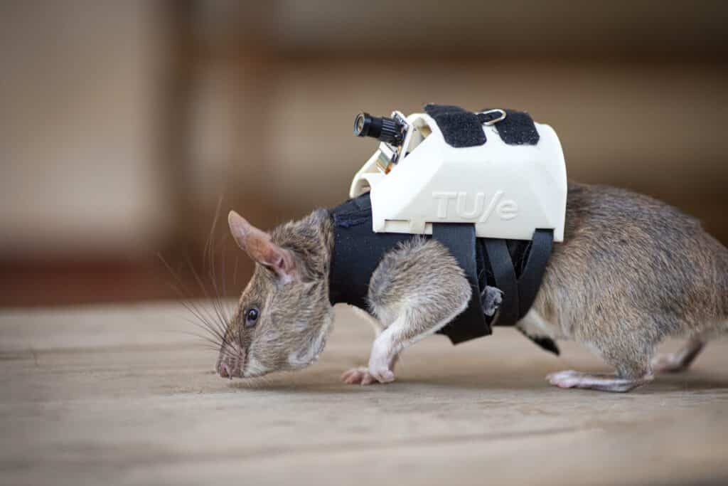 50000 Rats Support Our RescueRATs • APOPO
