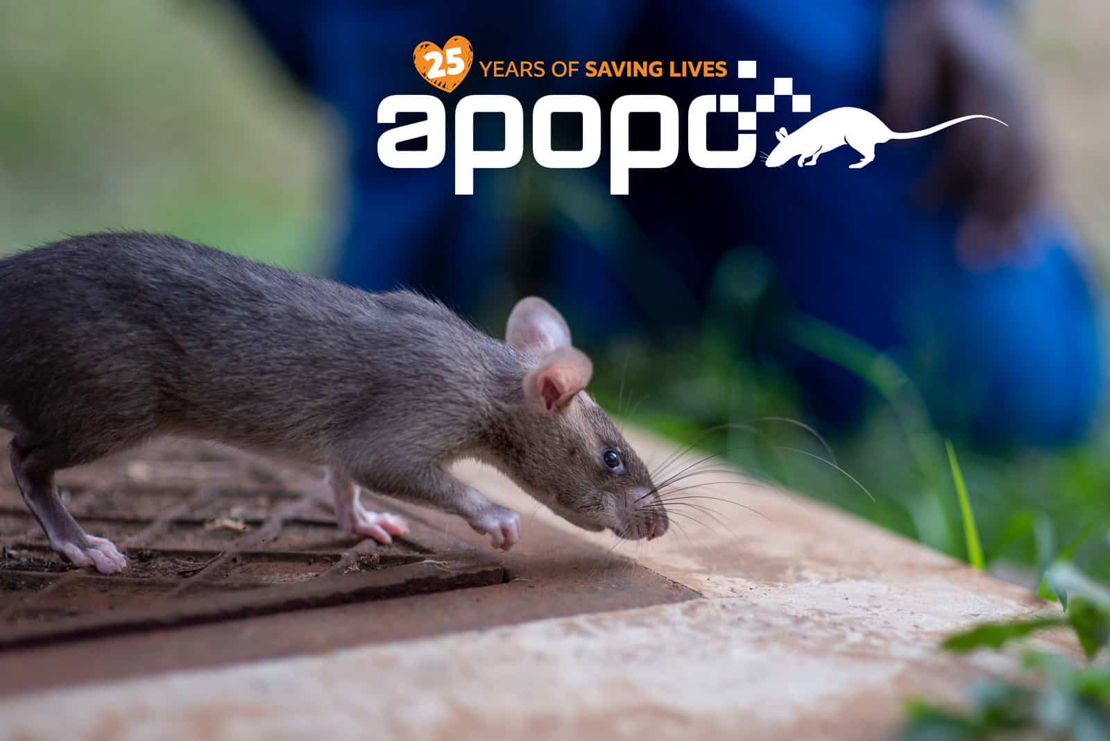 25-years-of-APOPO-Rat