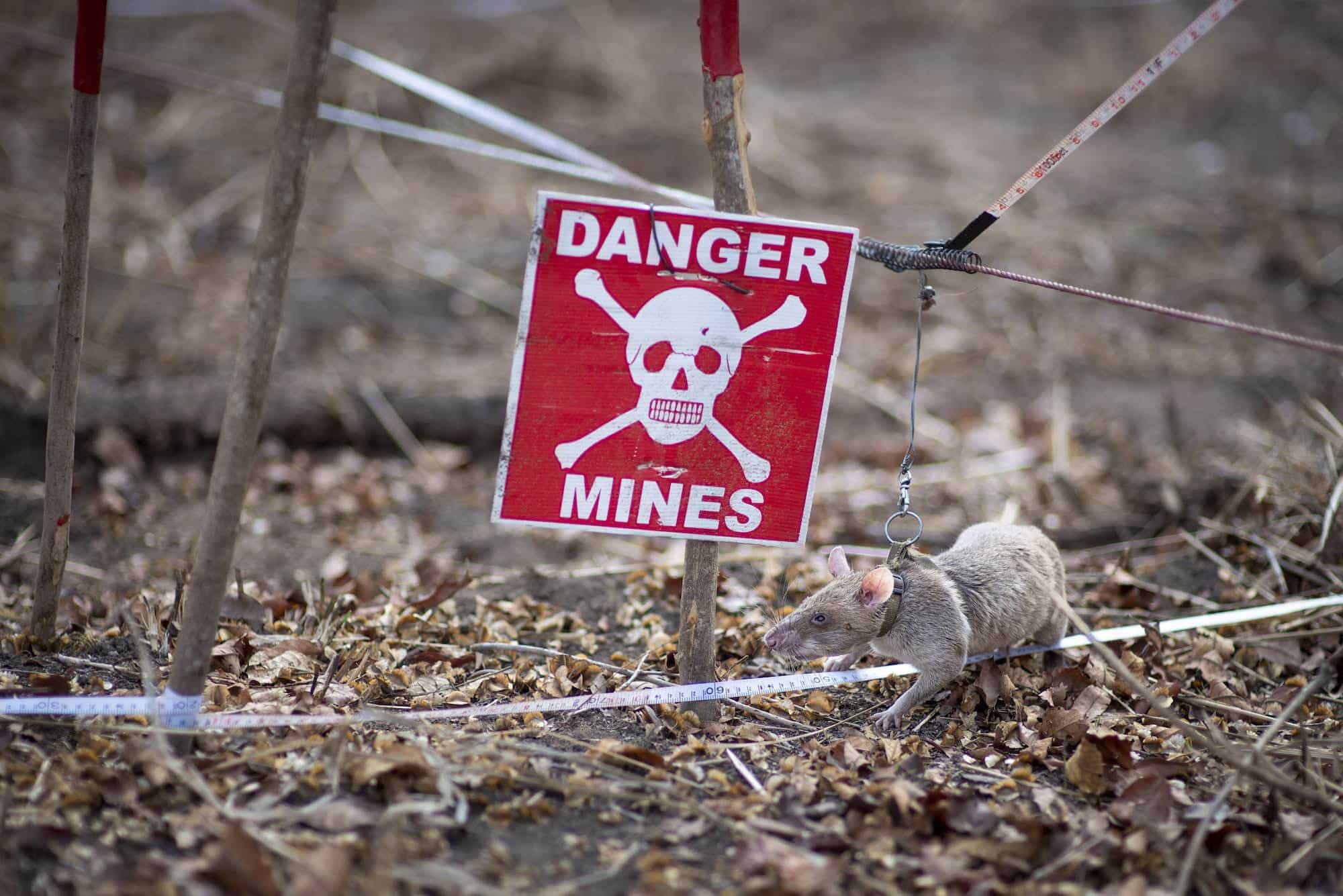 Papa Wemba searches the minefield in Ponte Filomena, Angola