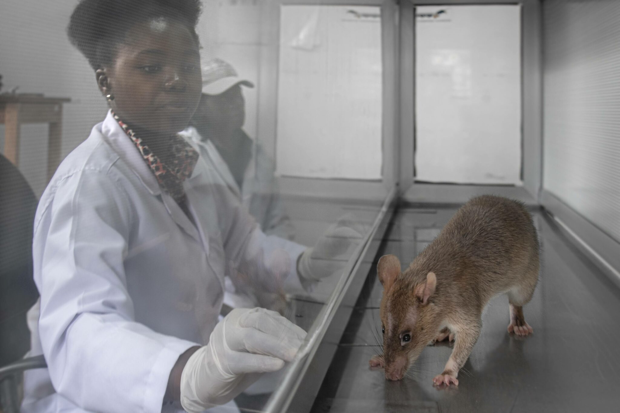 APOPO TB Tanzania, HeroRAT Faraji sniffs samples to find additional patients