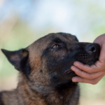 HeroDOG Health Check