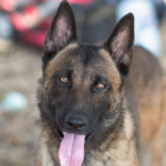 HeroDog HeroGift Bone