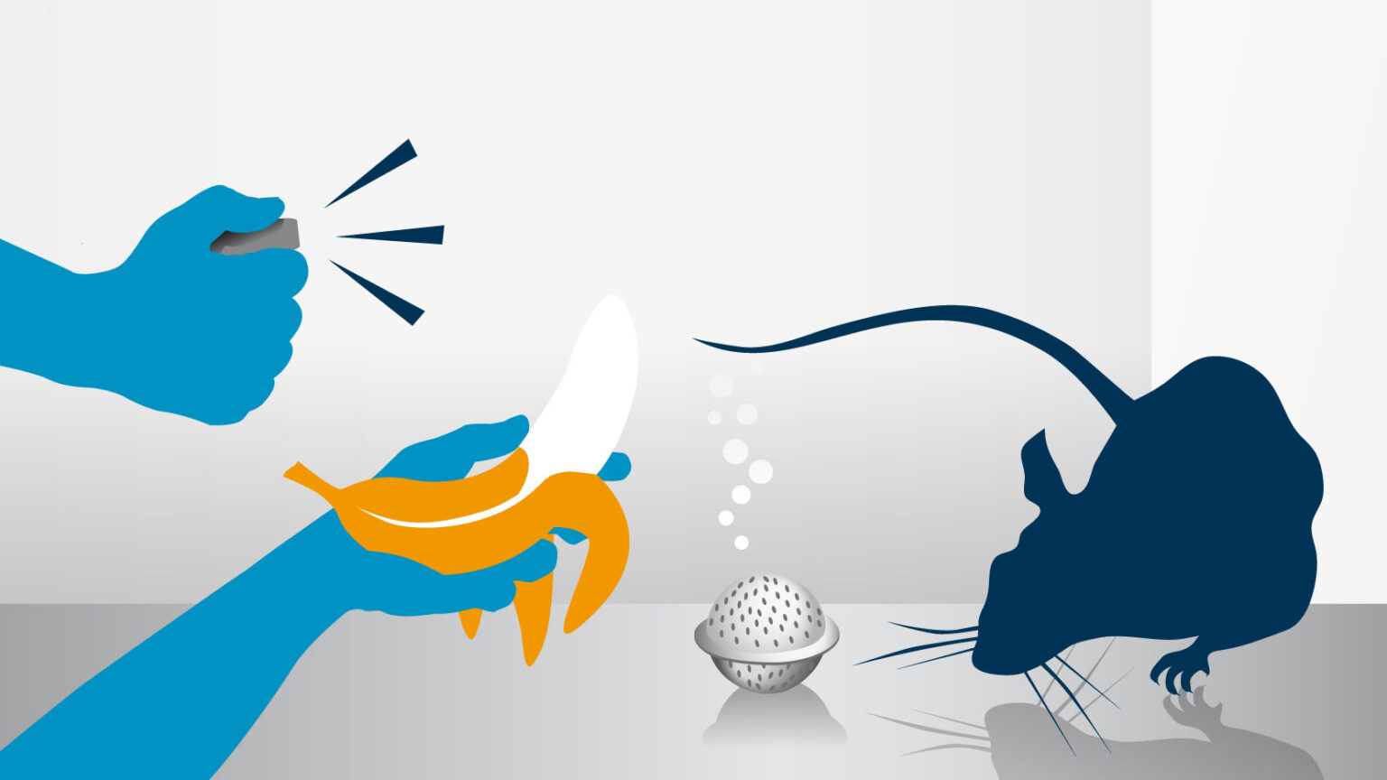 Landmine Detection Rat Training • APOPO
