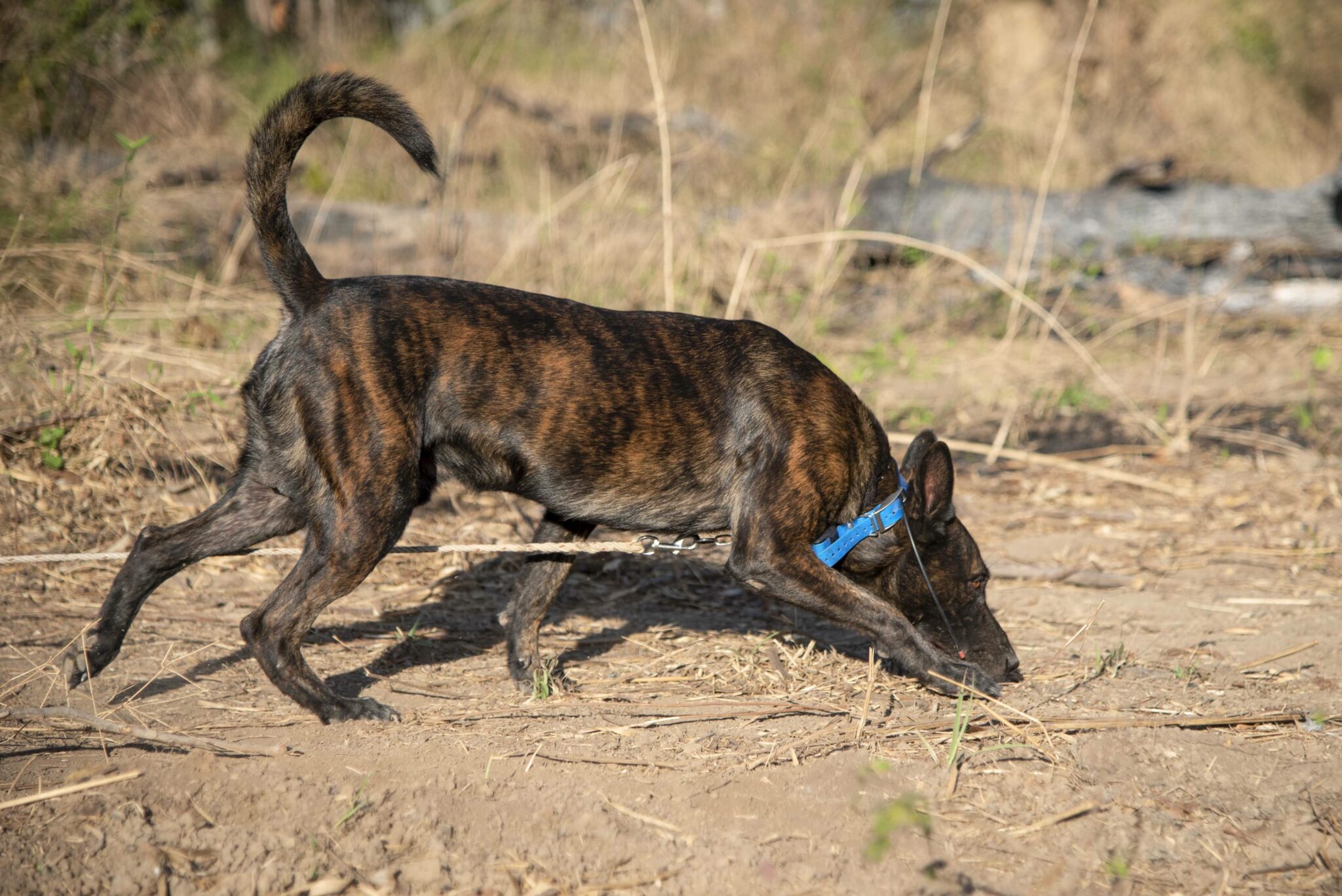 Technical Survey Dog Mannes searches for explosives on a long leash.