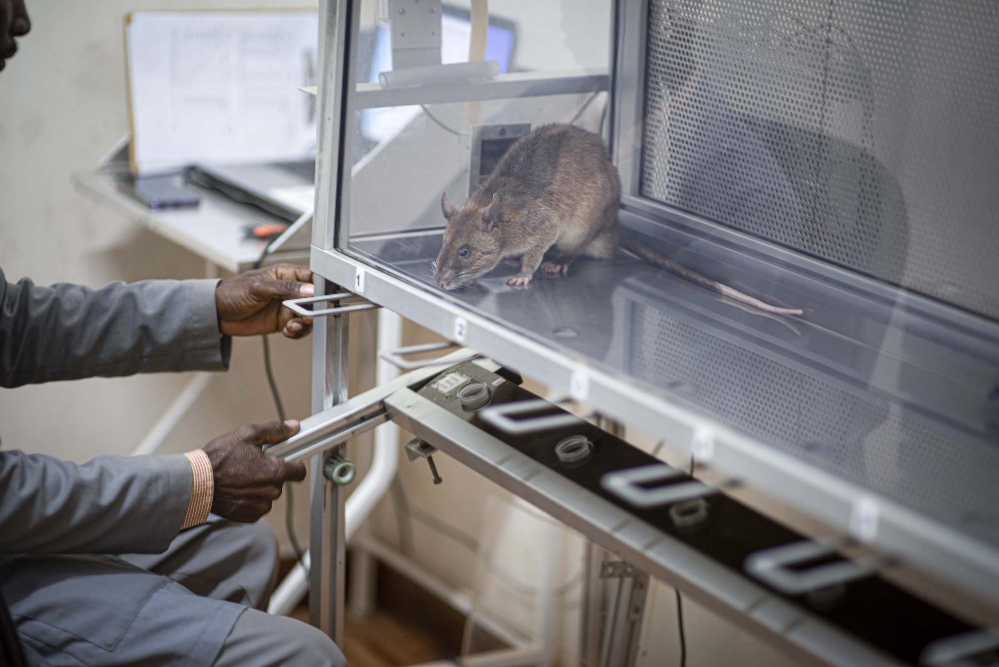 APOPO's Rats Detect Bacteria that Causes Brucellosis