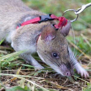 HeroRAT Baraka on the field sniffing out landmines