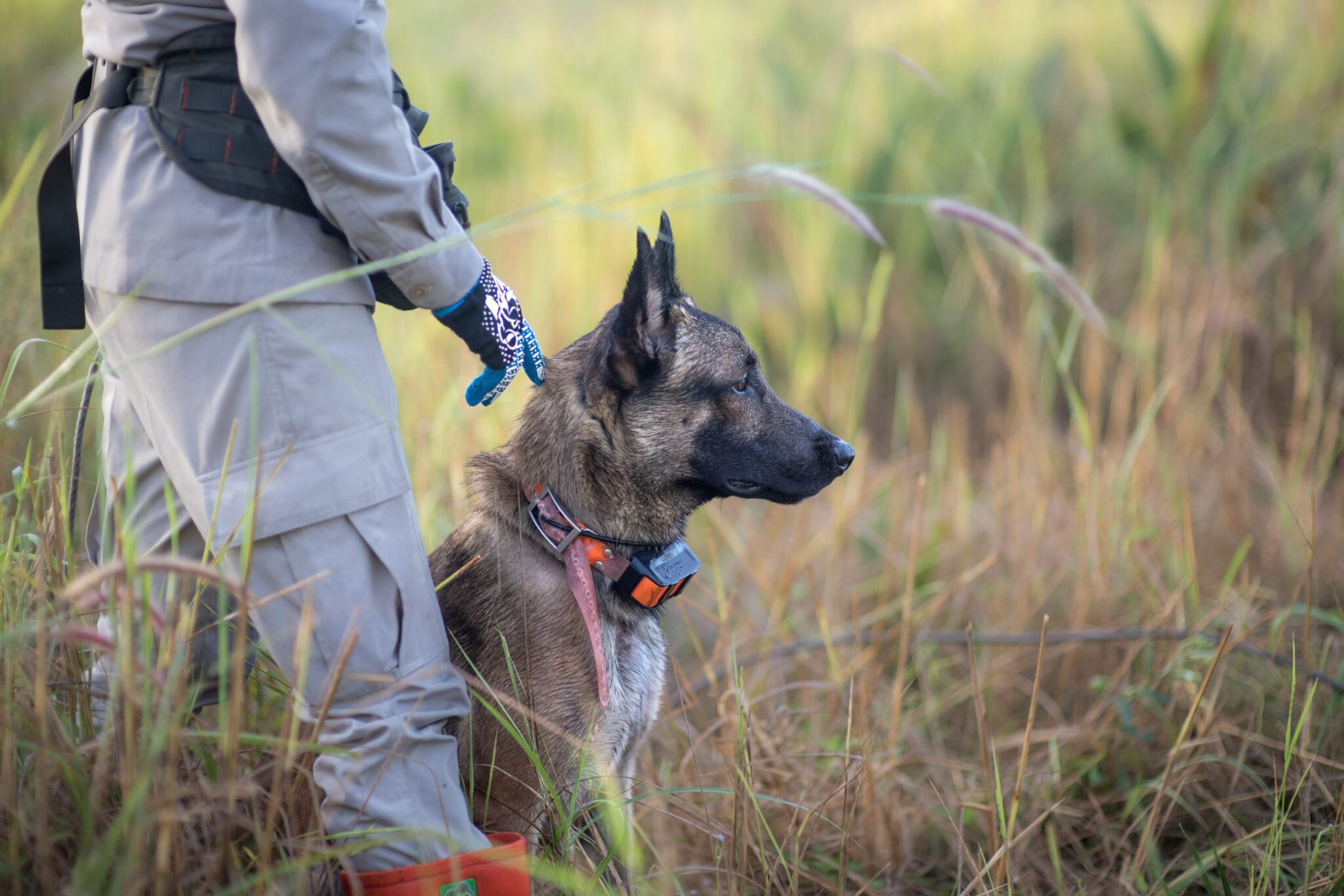 Flanders Government Grants APOPO €1 Million for Landmine Clearance in Ukraine using HeroDOGs