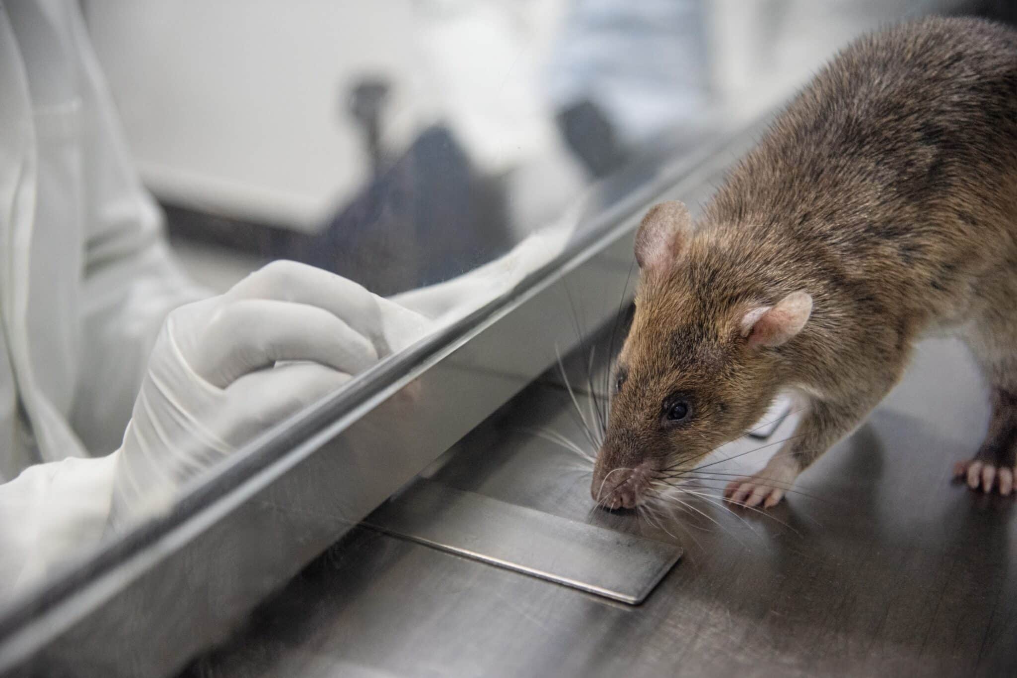 APOPO's TB detection rats can screen hundreds of sputum samples a day, sniffing out tuberculosis faster than standard microscopy and helping clinics catch missed cases that would otherwise go undiagnosed.