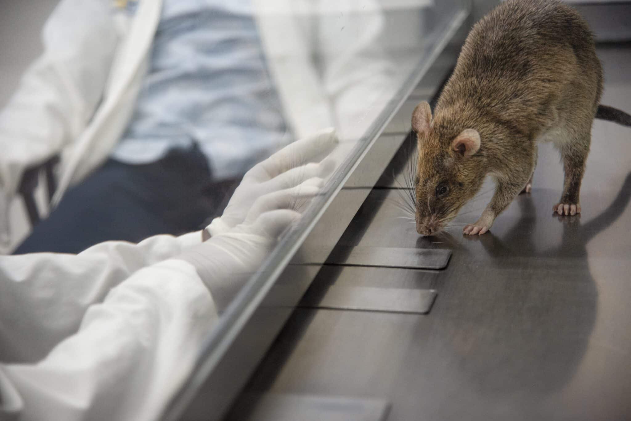 APOPO Adoption Rat Carolina detecting tuberculosis using her sense of smell
