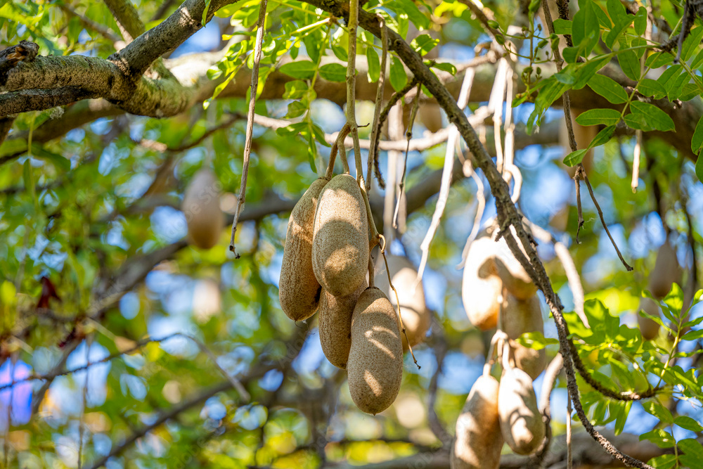 The sausage tree grows a poisonous fruit that is up to 60 cm long, weighs about 7 kg, and resembles a sausage in a casing. 