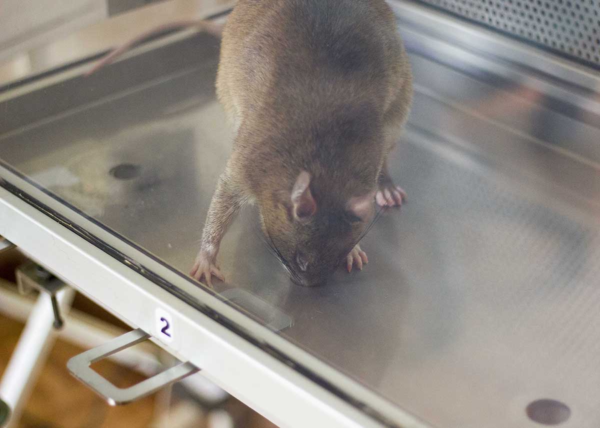 APOPO HeroRAT sniffs a sample in the Automated Line Cage (FALCON)