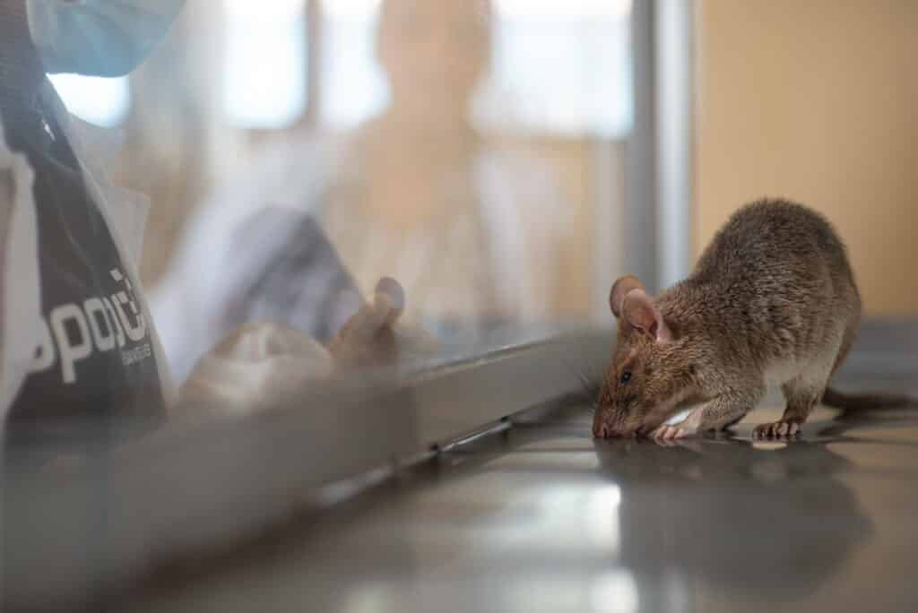 APOPO TB detection rat screens samples in Addis Ababa, Ethiopia