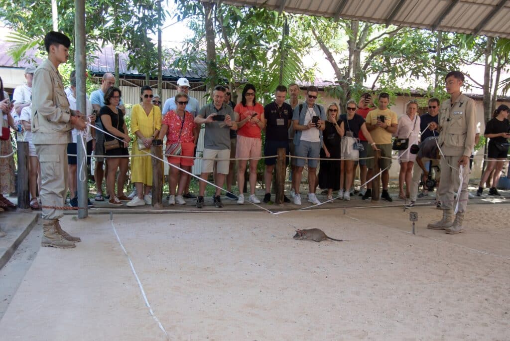 APOPO rat handlers demonstrate at the visitor center in Cambodia