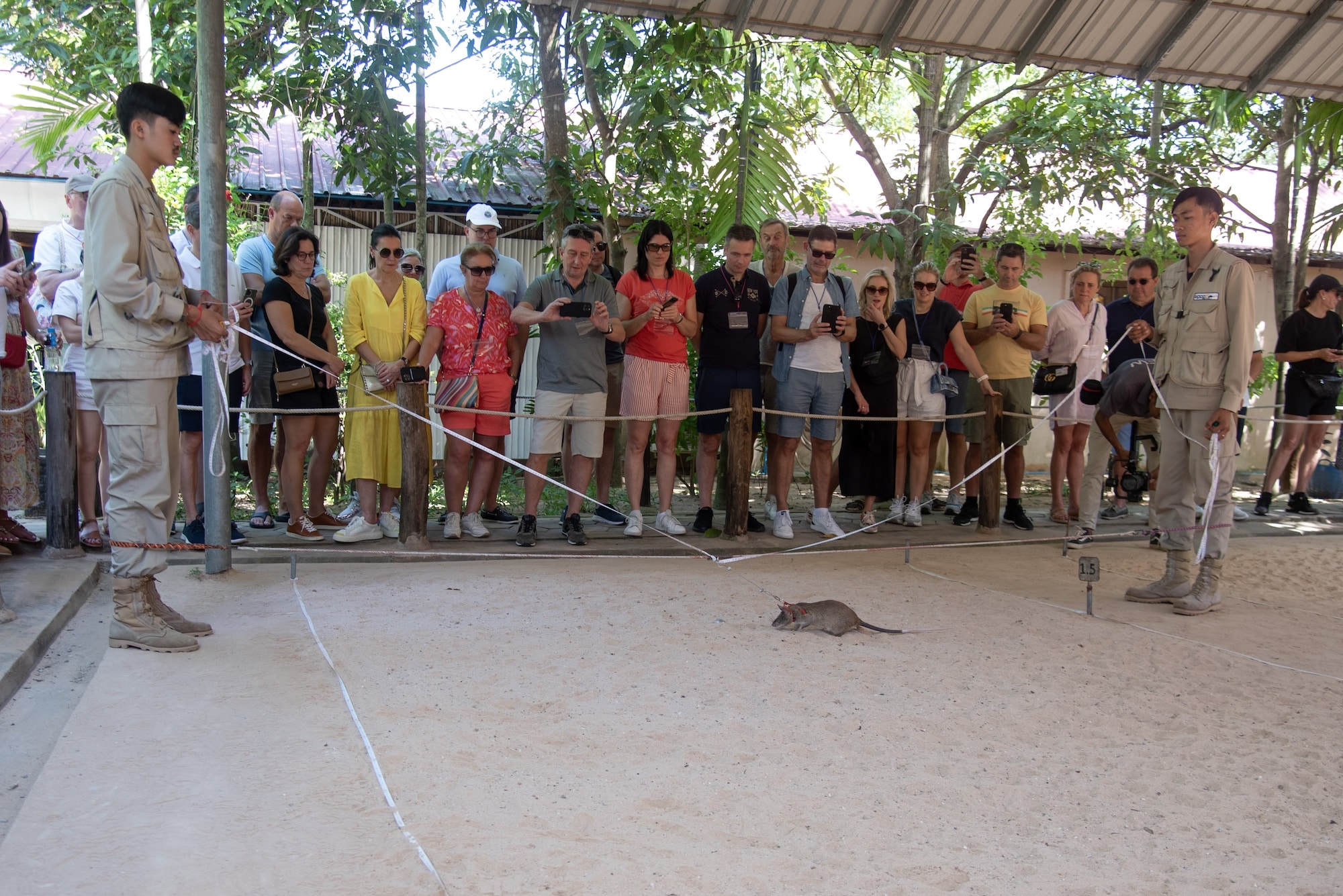 Rats Vs Landmines: A Stop At The APOPO Visitor Center In Cambodia • APOPO