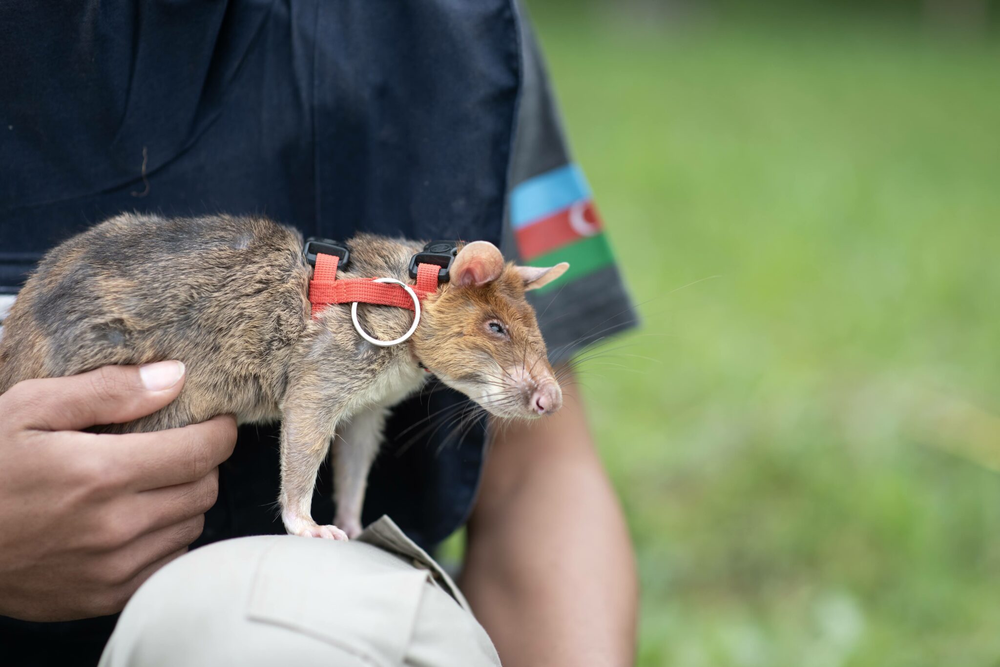 Trained HeroRAT Ada Lovelace is working in Azerbaijan to find landmines