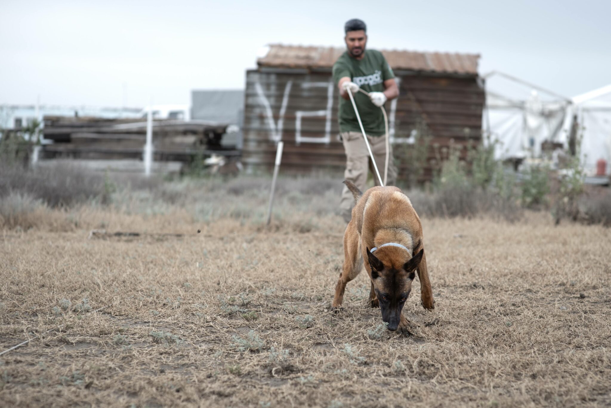 The use of Technical Survey Dogs improves the effectiveness of traditional methods.