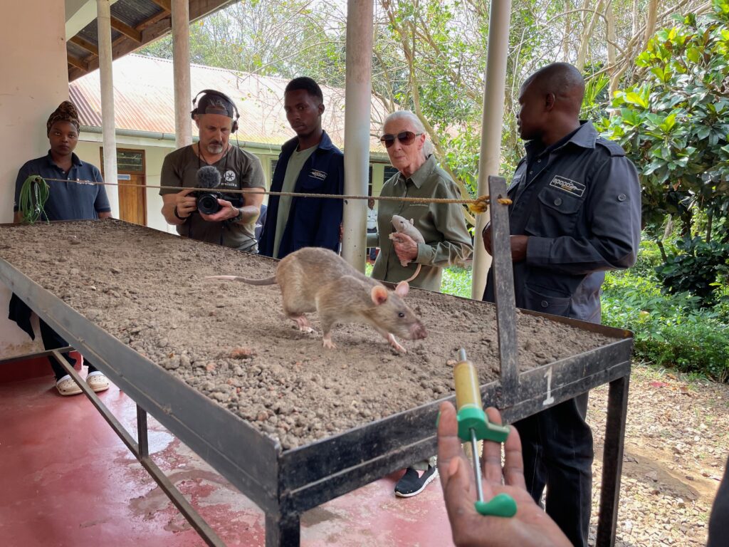 Jane Goodall watches a landmine detection rat in training