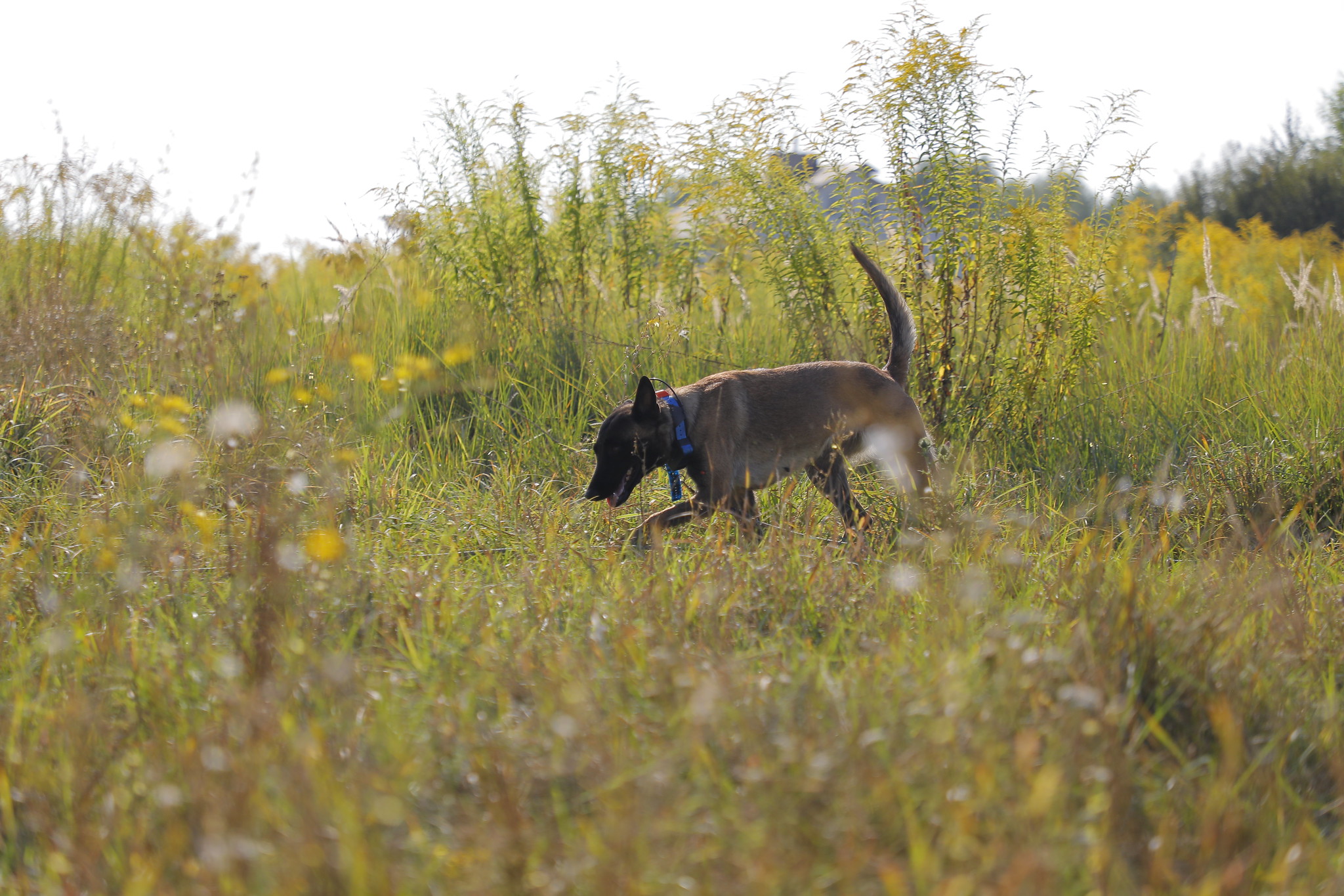 APOPO MA Ukraine Technical Survey dog working in the long grass. © Ksenia Nevenchenko / UNDP Ukraine