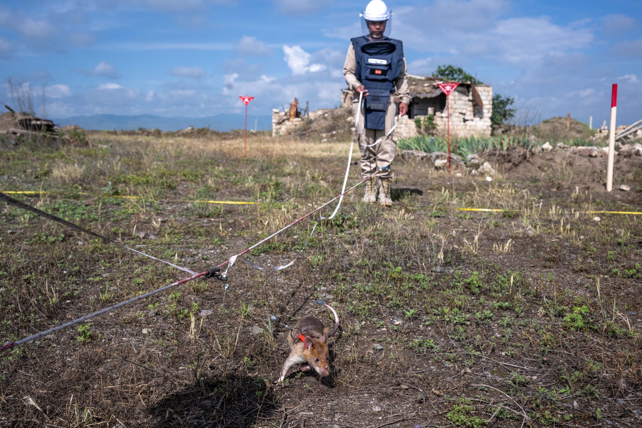 APOPO Mine Action Azerbaijan minefield working MDR