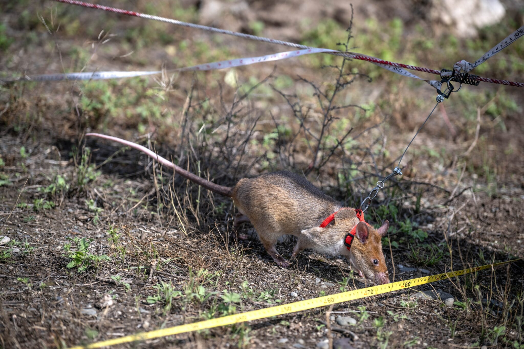 APOPO landmine detection rats work to speed up finding hidden dangers in Azerbaijan.