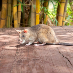 HeroRAT Tamasha