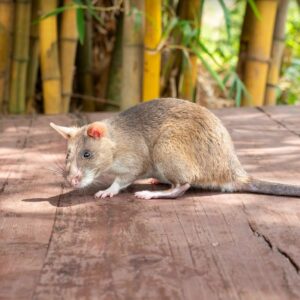 HeroRAT Tamasha