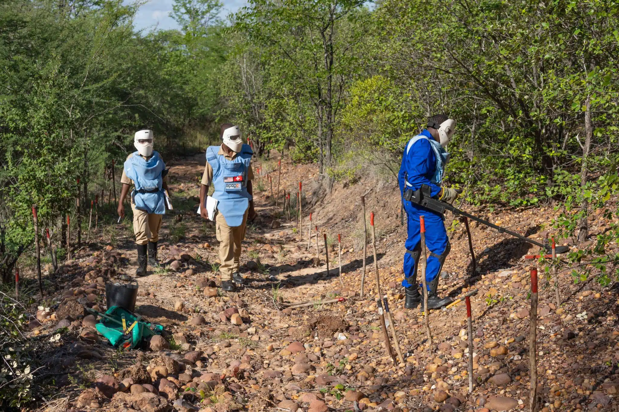 APOPO's deminers working a minefield in Zimbabwe