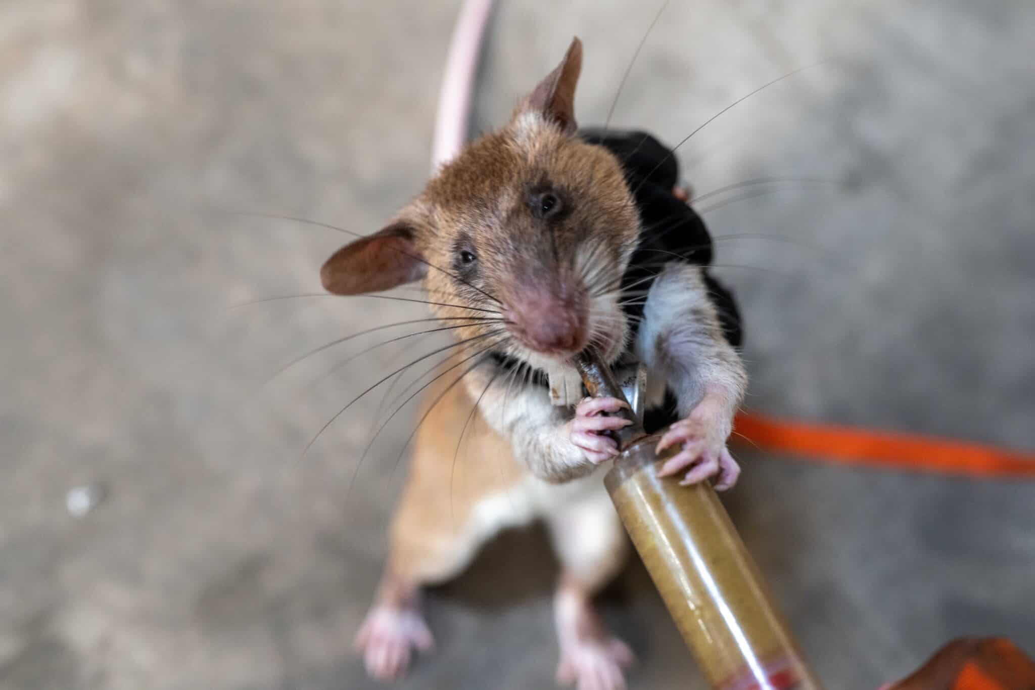 APOPO wildlife detection rat Clarity receives a food reward for finding wildlife contraband in training