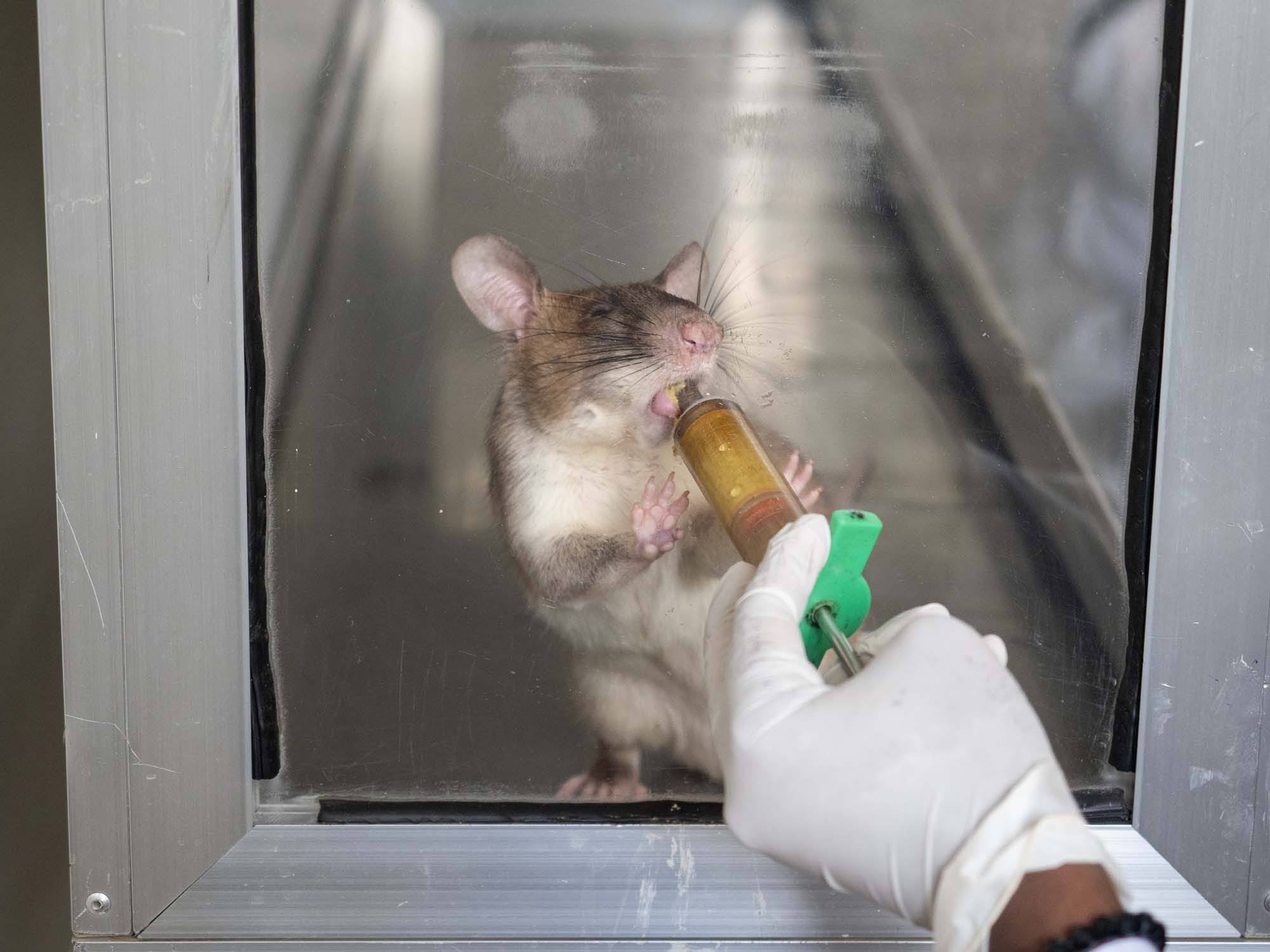 APOPO Herorat receives reward for finding TB in a sample.