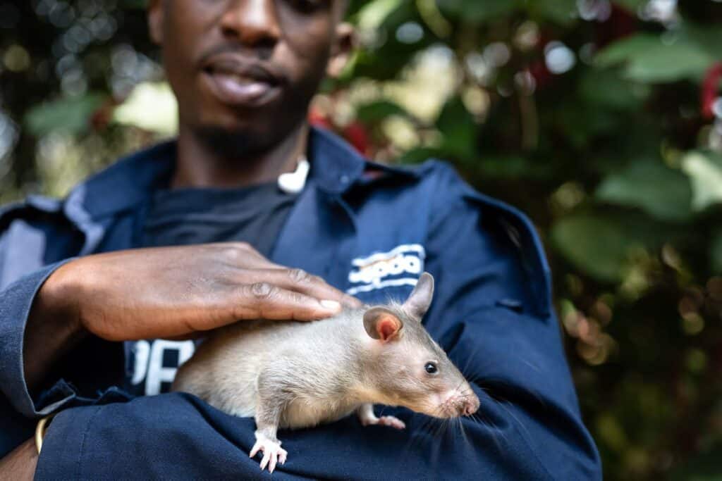 HeroRAT Jane gently being carried by her trainer