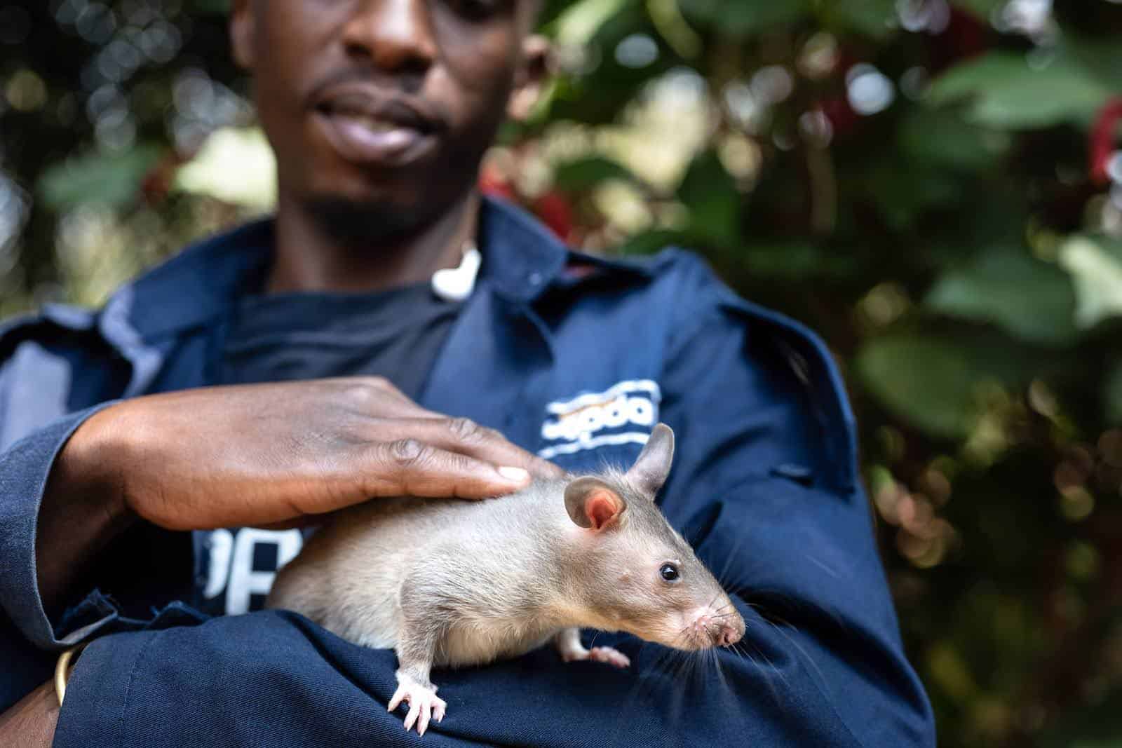 トップス RATS Apoya A HeroRAT Jane - Una Heroína Valiente Y Dedicada