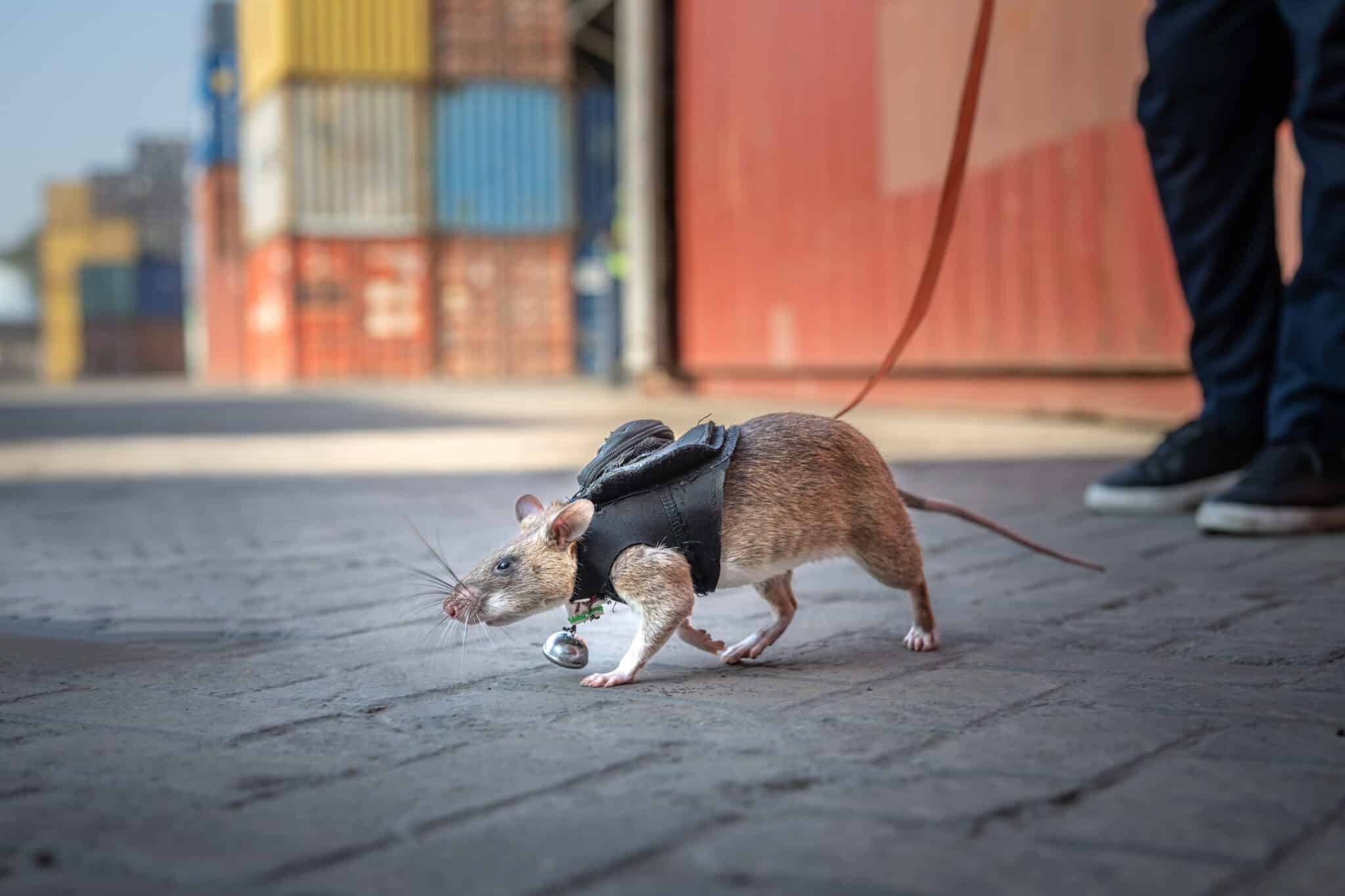 Wildlife detection rat on a leash, searching for illegal contraband