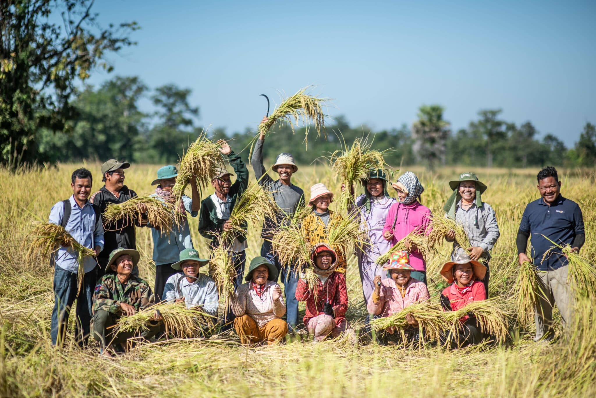 Harvest time for APOPO Cambodia Minefields to Rice Fields project farmers