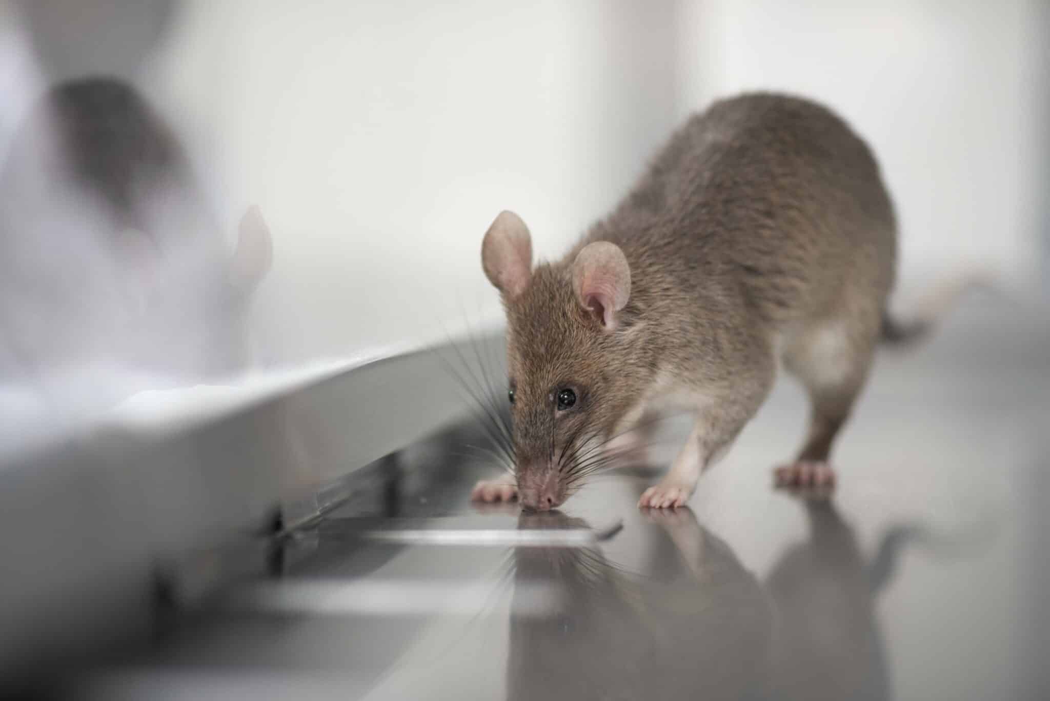 HeroRAT Adriano smells heat inactivated patient samples looking for the smell of TB.