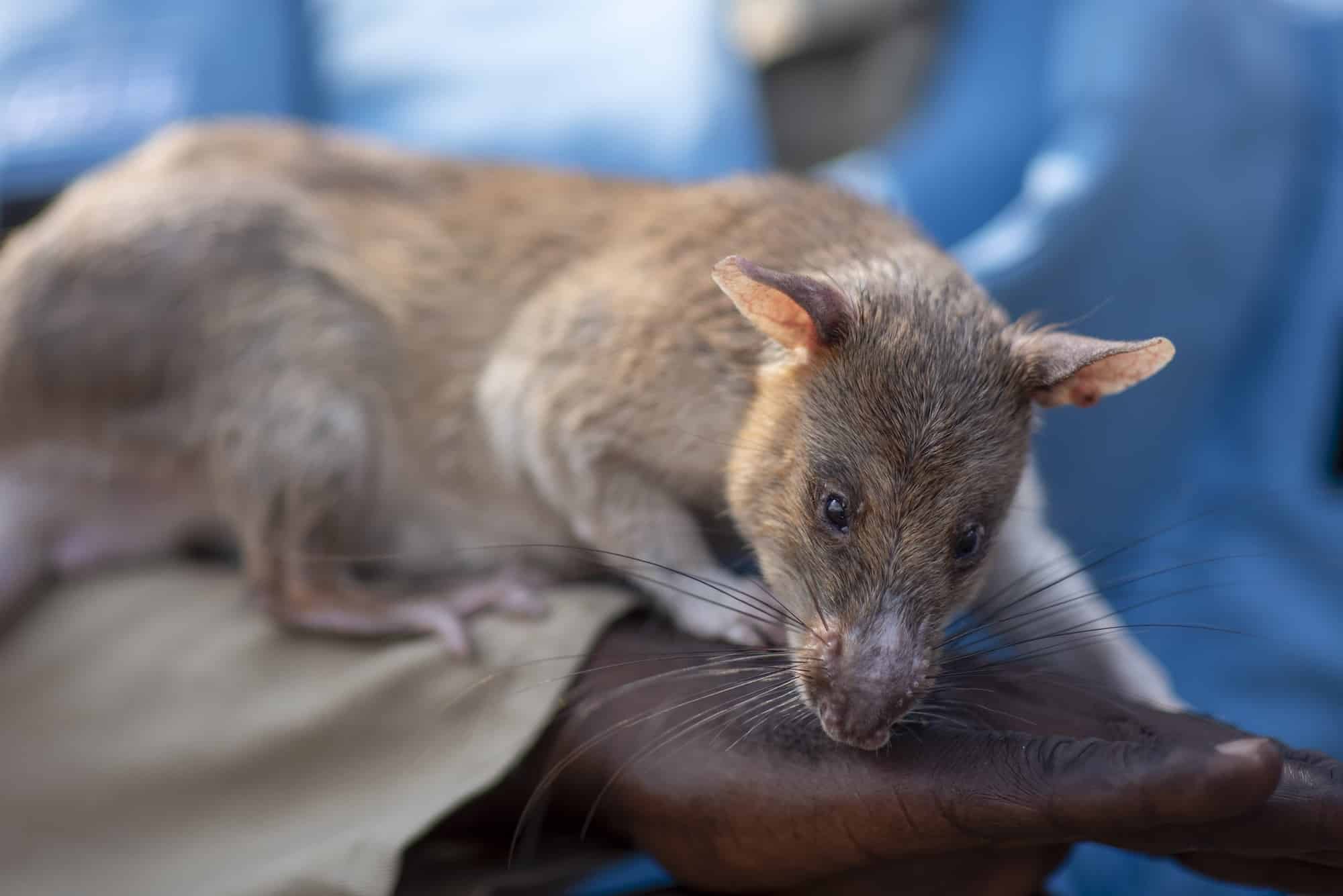 HeroRAT Ngusa detects landmines for APOPO in Angola.