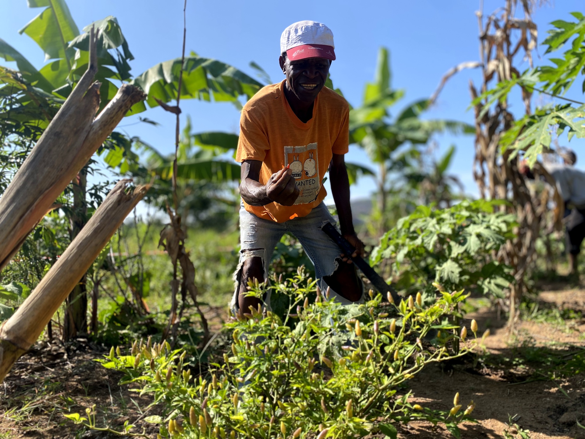 APOPO Angola's pilot Syntropic Farm harvest