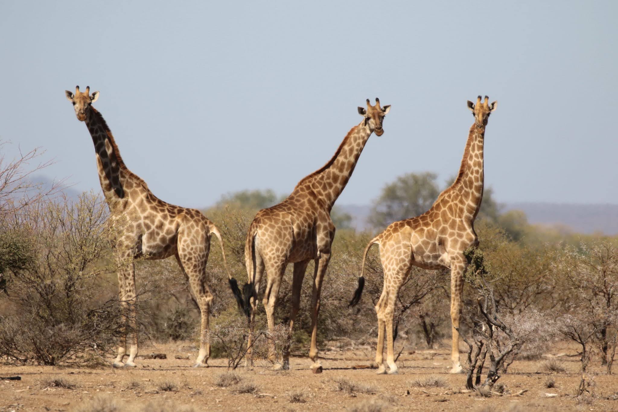 Giraffes in TANZANIA