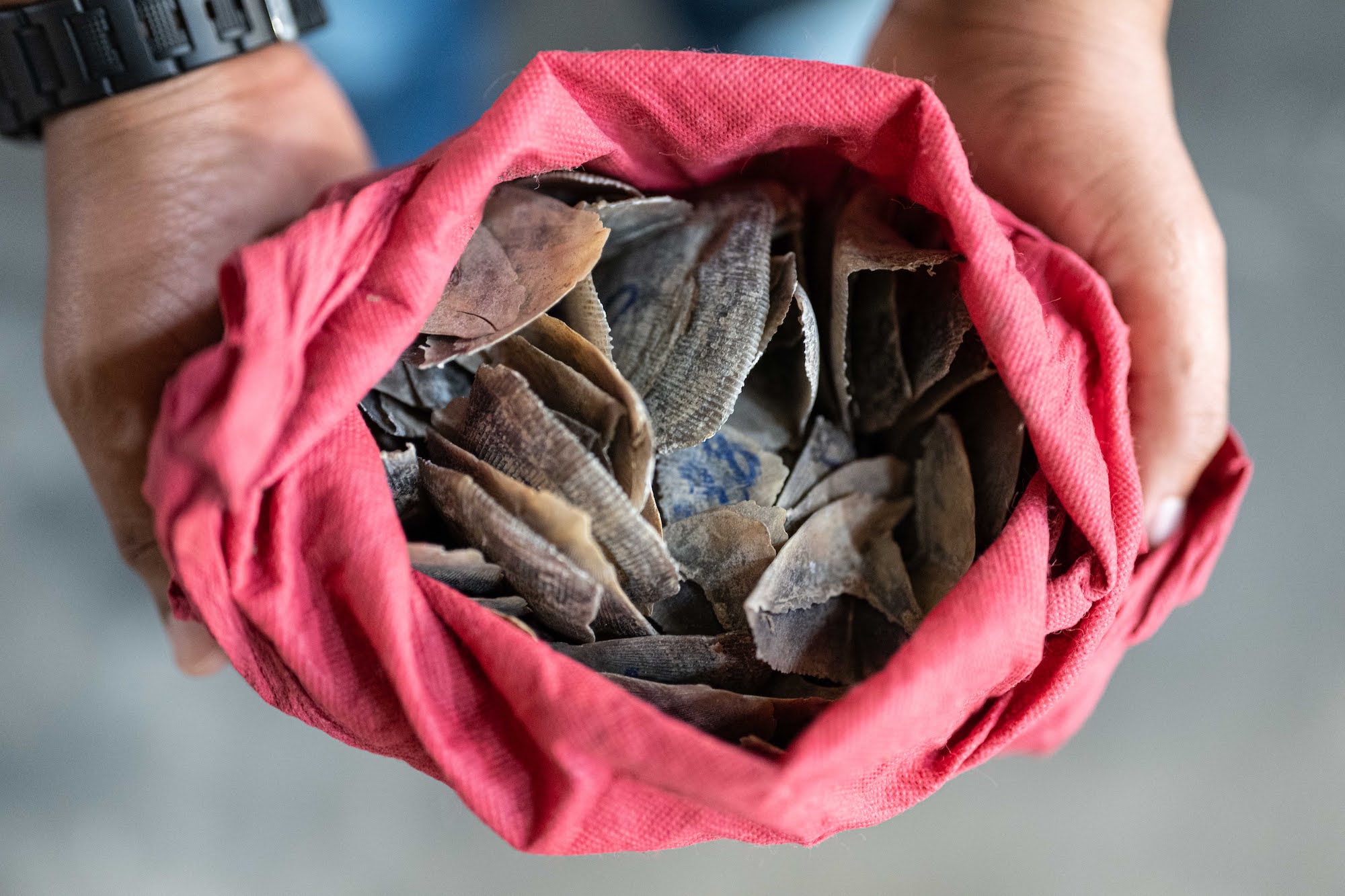 A bag full of pangolin scales used to train the rats