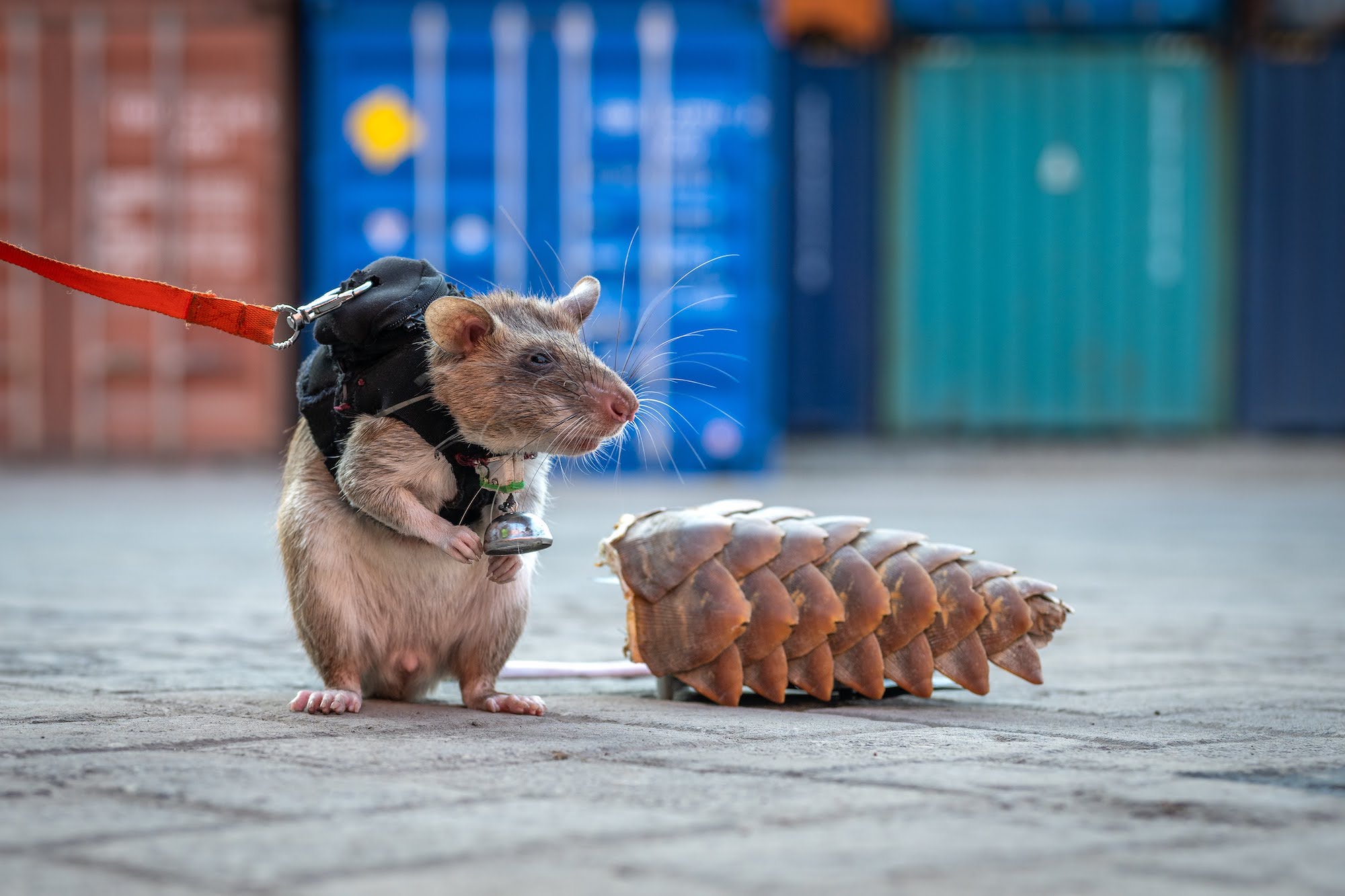 APOPO Wildlife Detection rat and pangolin tail