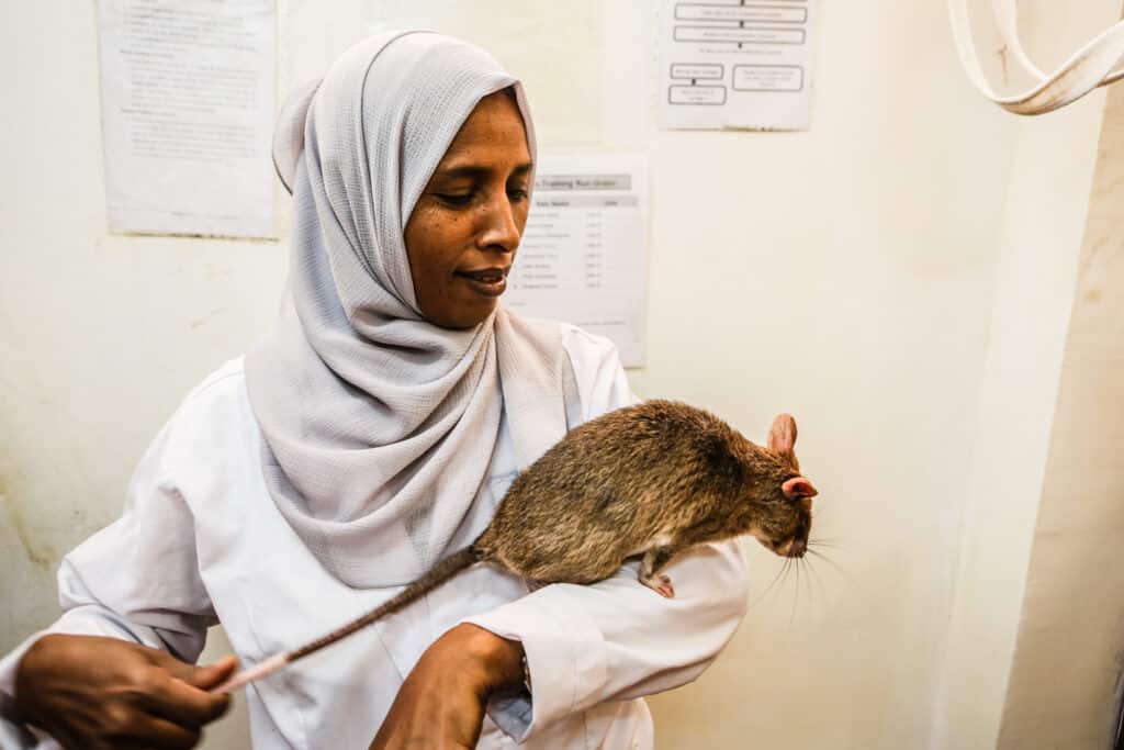 APOPO TB Ethiopia - Hajera HeroRAT handler ©Maarten Boersema