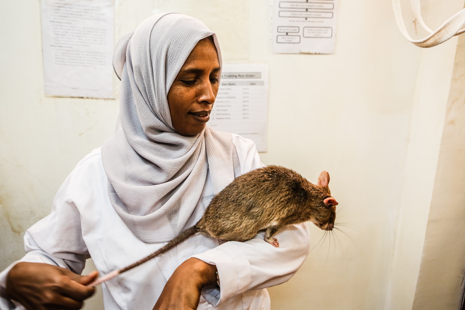 APOPO TB Ethiopia - Hajera HeroRAT handler ©Maarten Boersema