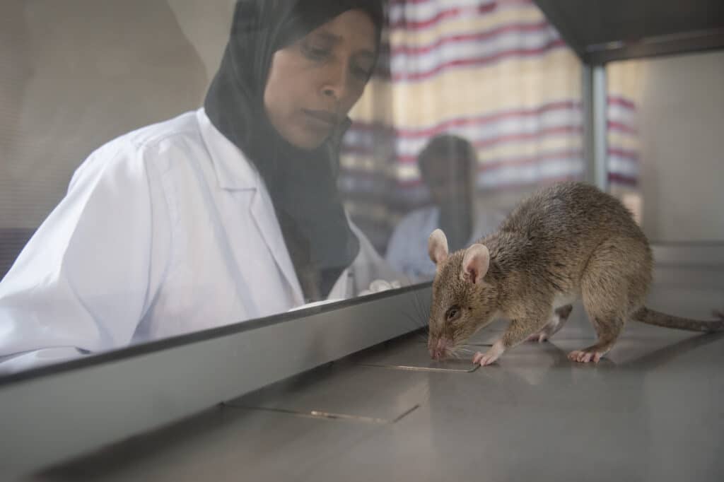 Rat handler Hajera working to find tuberculosis with HeroRAT Majaliwa in Addis Ababa, Ethiopia.