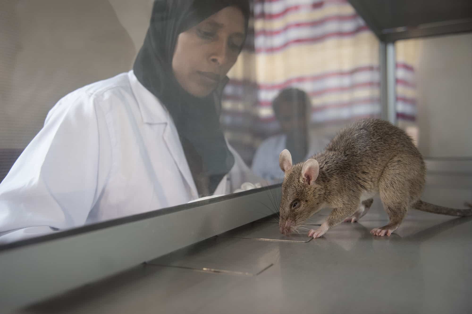 Rat handler Hajera working to find tuberculosis with HeroRAT Majaliwa in Addis Ababa, Ethiopia.