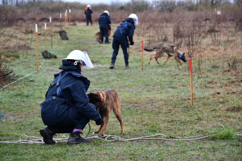 APOPO Technical Survey Dogs at work in Ukraine
