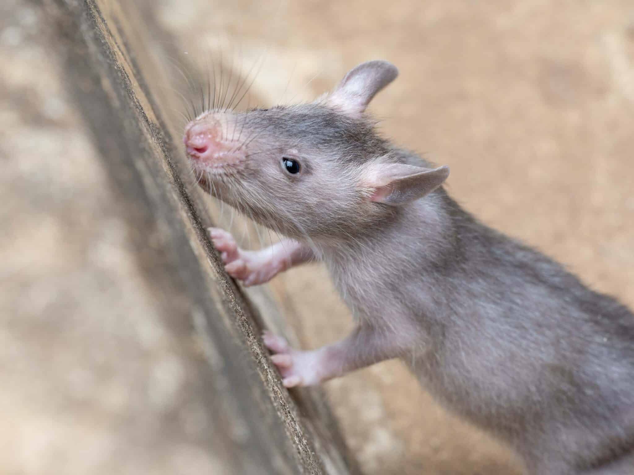 Young African giant pouched rat going through socialization and habituation at APOPO